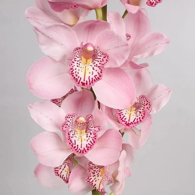 Орхидея Цимбидиум. Орхидея Цимбидиум срезка. Нежно розовая Орхидея Цимбидиум. Цимбидиум Пинк.