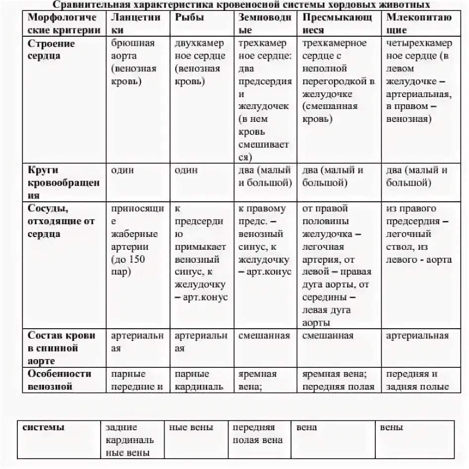 Филогенез таблица