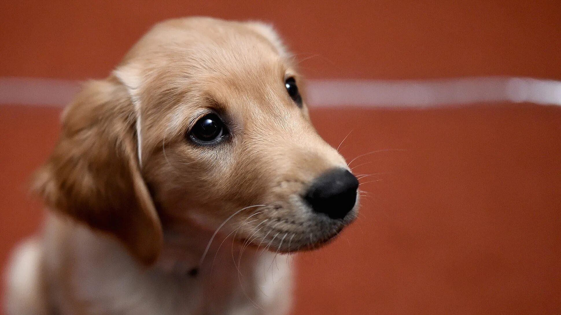 Шесть щенят. Вельш колли. Пятерка супергероев / super buddies (2013). Фигурка декоративная собака. Семь собак.