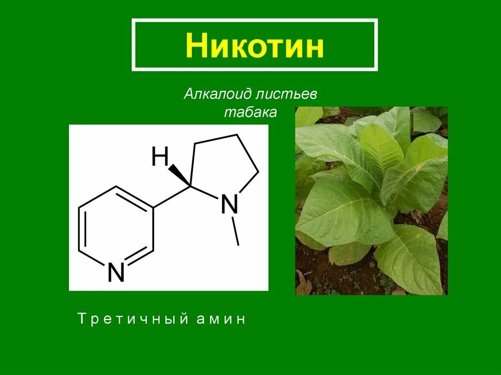 Алкалоид в чайных листьях. Алкалоид никотин. Химическая формула никотина. Формула никотина в химии. Алкалоид никотин формула.