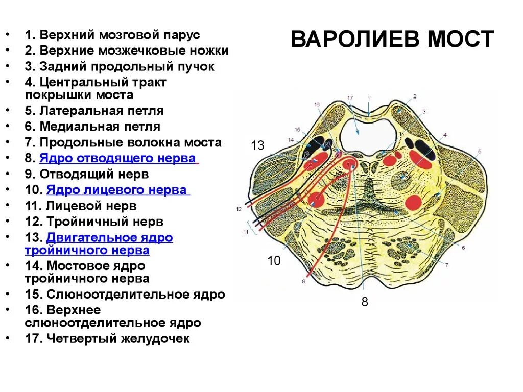 Мост мозга кратко. Варолиев мост внутреннее строение. Задний мозг поперечный срез варолиева моста. Срез варолиева моста. Варолиев мост строение ядра.