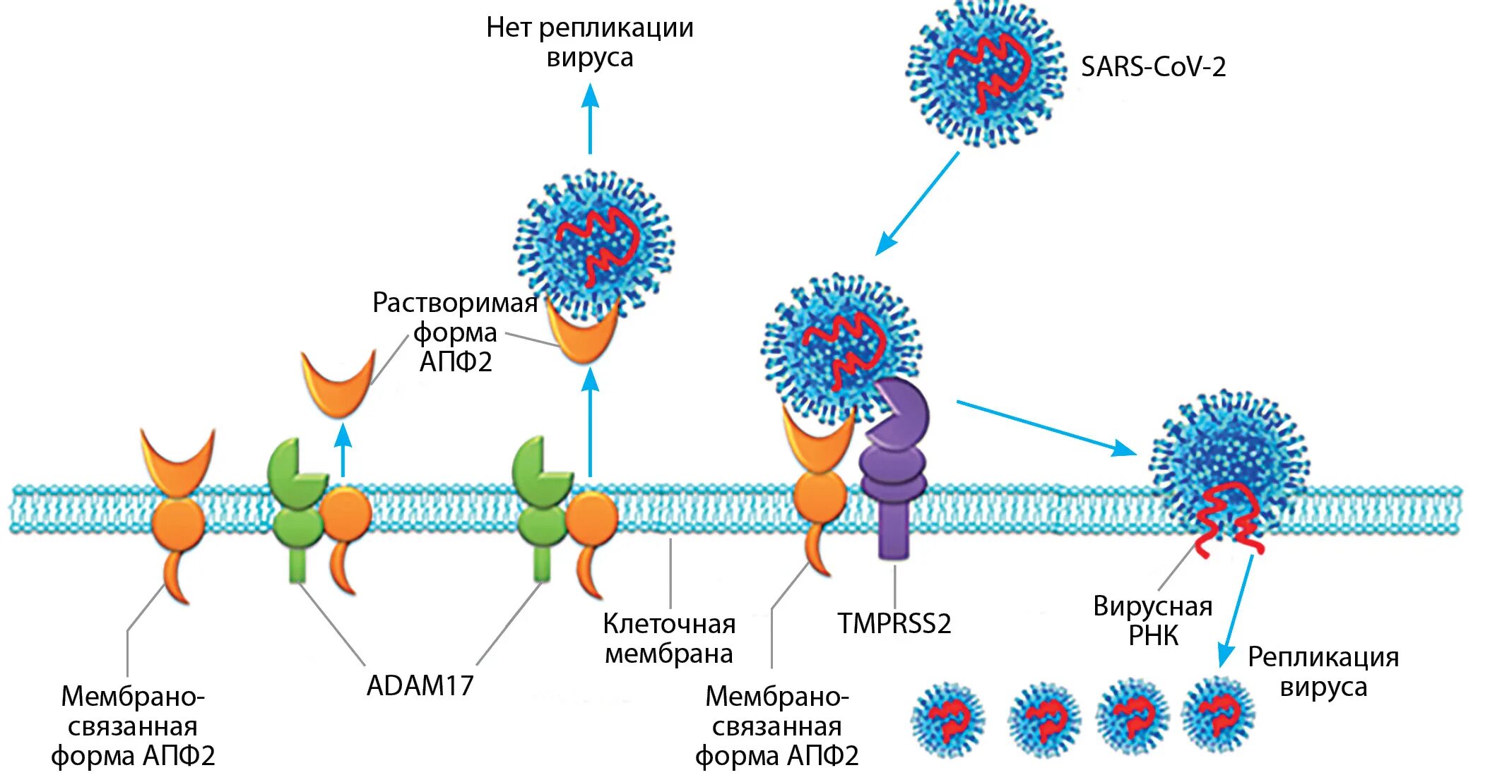 Антиген коронавирус sars cov 2. Механизм проникновения SARS-cov-2 в клетки. Рецепторы АПФ 2 И коронавирус. Ангиотензин превращающий фермент 2. Коронавирус и белок апф2.
