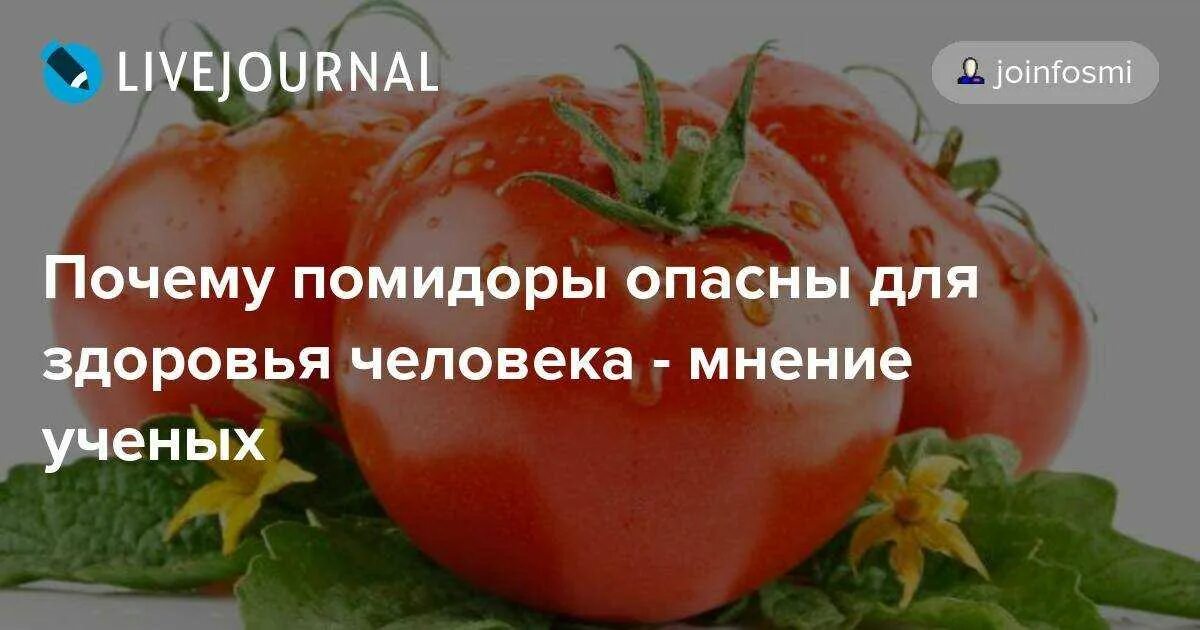 Помидор для здоровья. Помидоры польза и вред. Что полезного в помидорах. Польза помидоров. Чем вредны помидоры