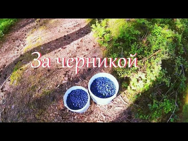 Черничный хутор телеграмм канал. Черничный хутор новый выпуск март 2025. черничный хутор 2025 последнее. черничный хутор ютуб. черничный хутор новые.