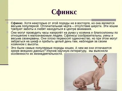 Как ухаживать за сфинксом