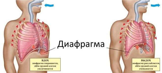 Где находятся легкие. Расположение легких у человека. Где находятся лёгкие у человека. Где находятся лёгкие у человека фото. Показать расположение легких у человека.