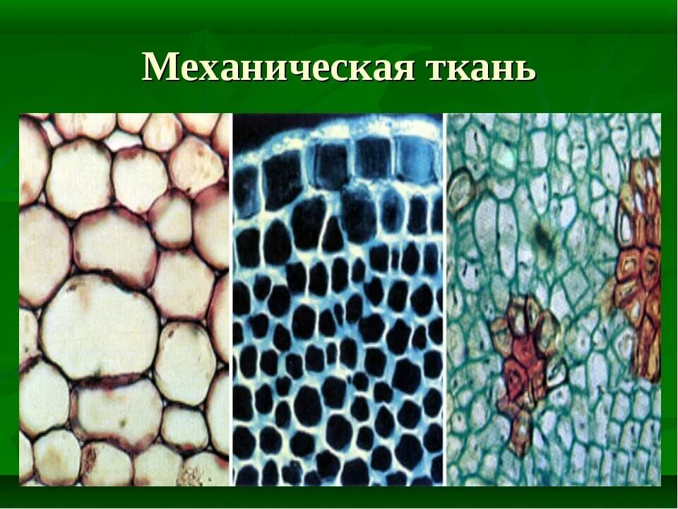 Что образуют ткани. Механическая ткань образует. Механическая ткань образует. Строение клетки механической ткани растений. Механическая ткань растений колленхима.