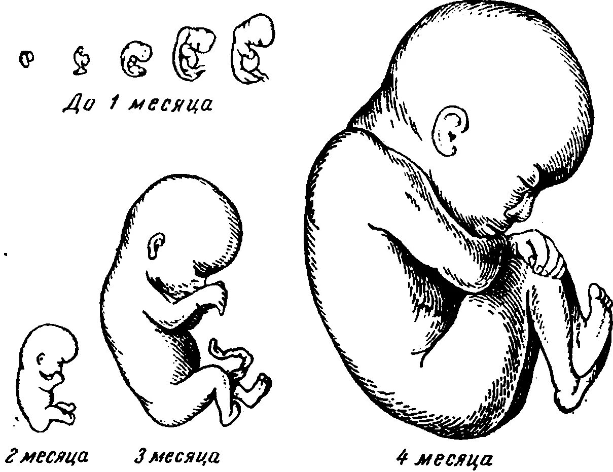 Ребенок в первые месяцы беременности. 4 Месяца беременности размер плода. Как выглядит эмбрион в 1 месяц. Эмбрион на 4 месяце беременности. 3 Месяца беременности размер плода.