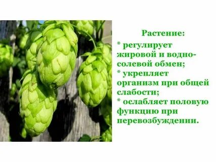 Хмель свойства