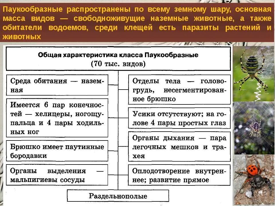 Характеристика отрядов паукообразных кратко. Характеристика паукообразных 7 класс биология. Характеристика пауков 7 класс биология. Основные характеристики класса паукообразные. Признаки типа паукообразные