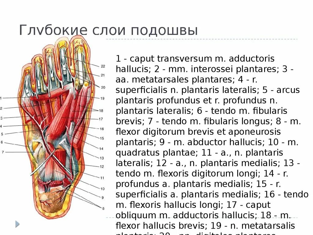 Послойное строение подошвы стопы. Глубокие слои подошвы. Слои подошвенной поверхности стопы. Топография стопы мышцы подошвы. Область подошвы