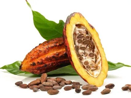 Chocolate is extracted from the fruit
