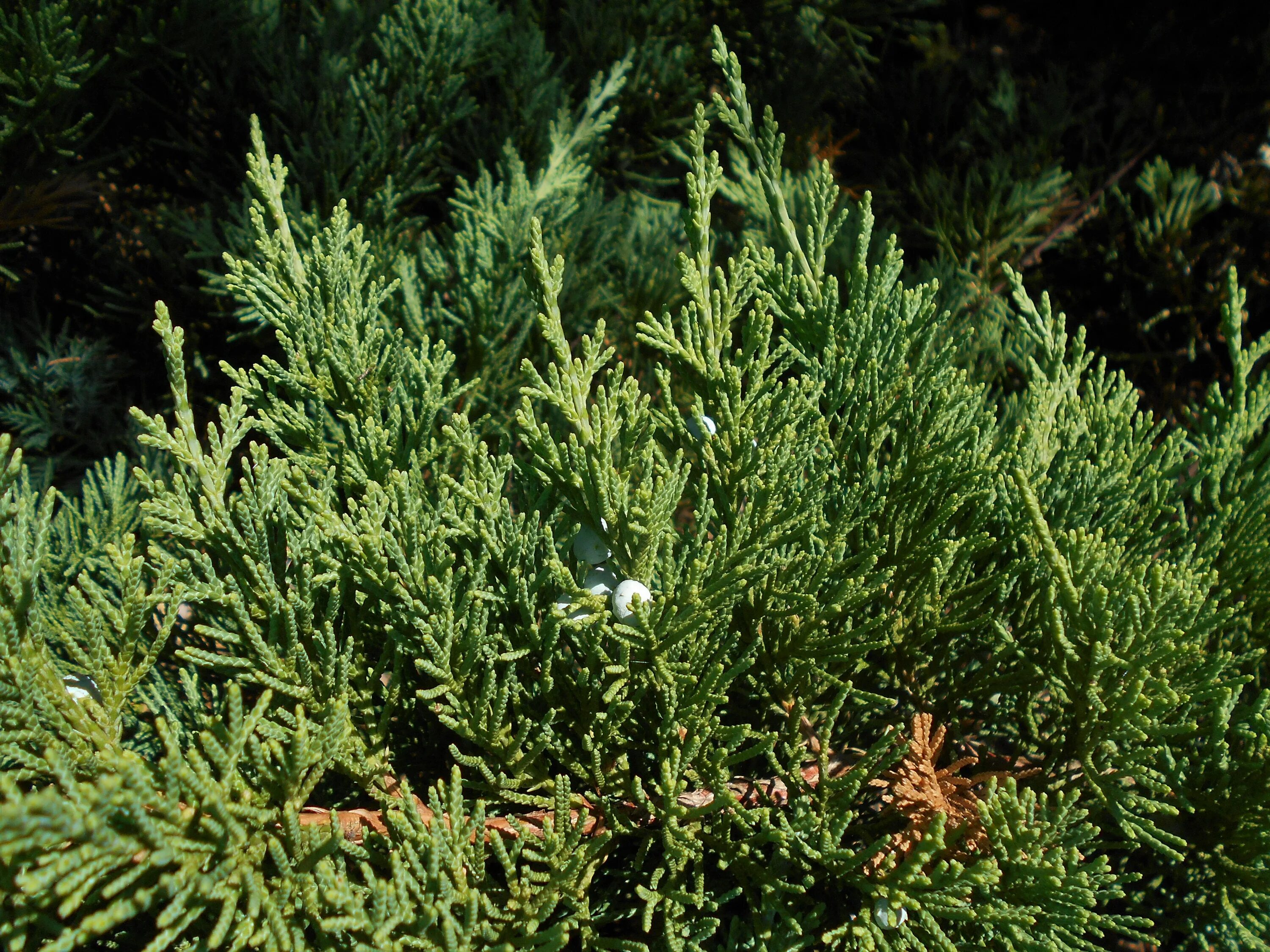 Juniperus chinensis. Можжевельник juniperus chinensis. juniperus davurica &#039;leningrad&#039;. можжевельник китайский (j. chinensis). juniperus chinensis &#039;iowa&#039;.