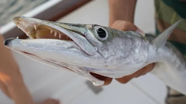 Рыбы персидского залива. ХАМУР рыба. Съедобная рыба Персидского залива. Длинная рыба в персидском заливе.