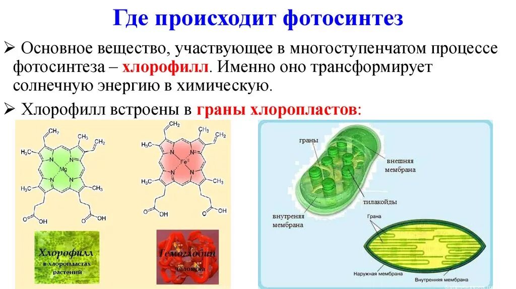 Орган клетки в котором происходит фотосинтез. Процесс фотосинтеза в хлоропластах. Фотосинтез хлорофилл растений. Клетки хлорофилла фотосинтез. Хлорофилл в процессе фотосинтеза.