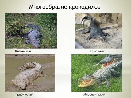 Крокодилы 7 класс