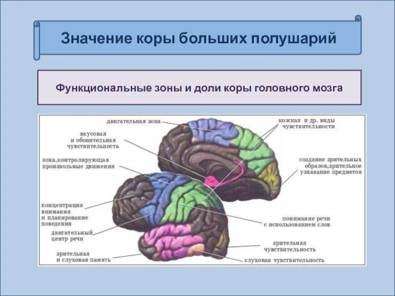 Значения коры мозга