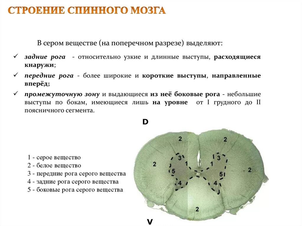 Передние и задние рога сегментов спинного. Передние задние боковые рога серого вещества спинного мозга. Строение задних Рогов спинного мозга. Строение передних Рогов спинного мозга. Структура белого вещества спинного мозга.