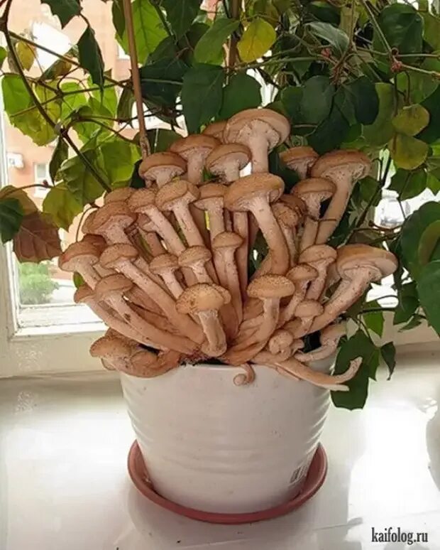 жаркое из свинины в горшочках. вешенки в горшочке. вешенки в ведре. вешенки к17. грибная грядка вешенка.