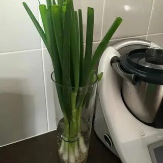Как хранить зеленый лук долго свежим
