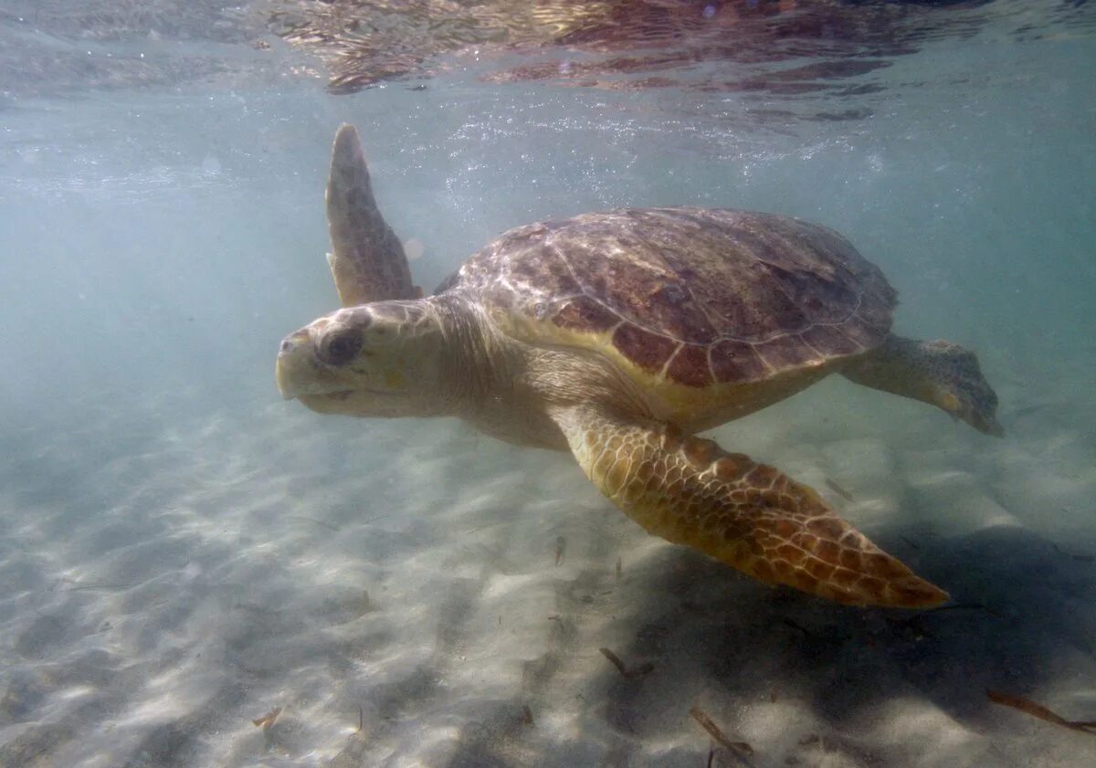 Why are beaches important for the loggerhead