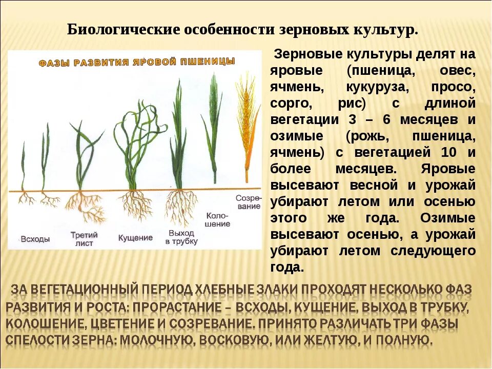 Созревающие зерна