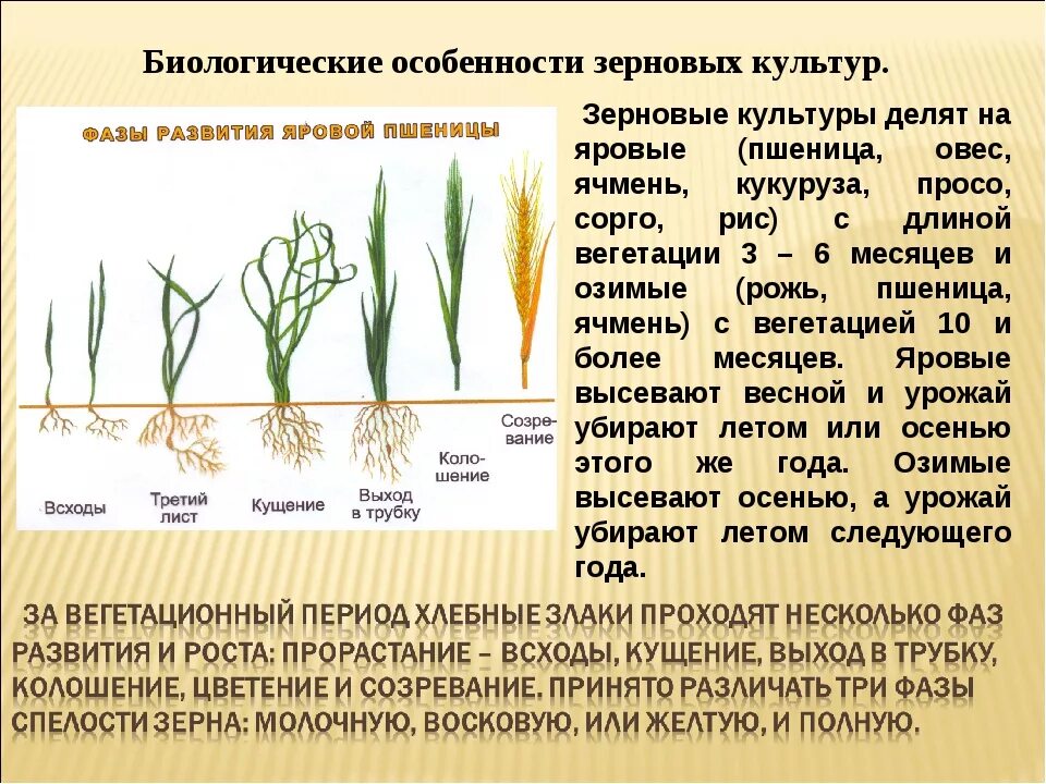 Фазы вегетации озимой пшеницы. Кущение ячменя ярового. Овсюг кущение. Фаза кущения ржи. Практическая работа определение всхожести семян культурных растений