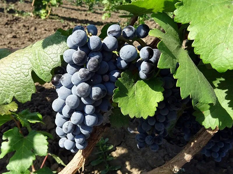 Одесский сувенир сорт винограда. Puffmi виноград. Виноград мускат белый. Виноград одесса. Кишмиш кондарев 6 описание сорта.