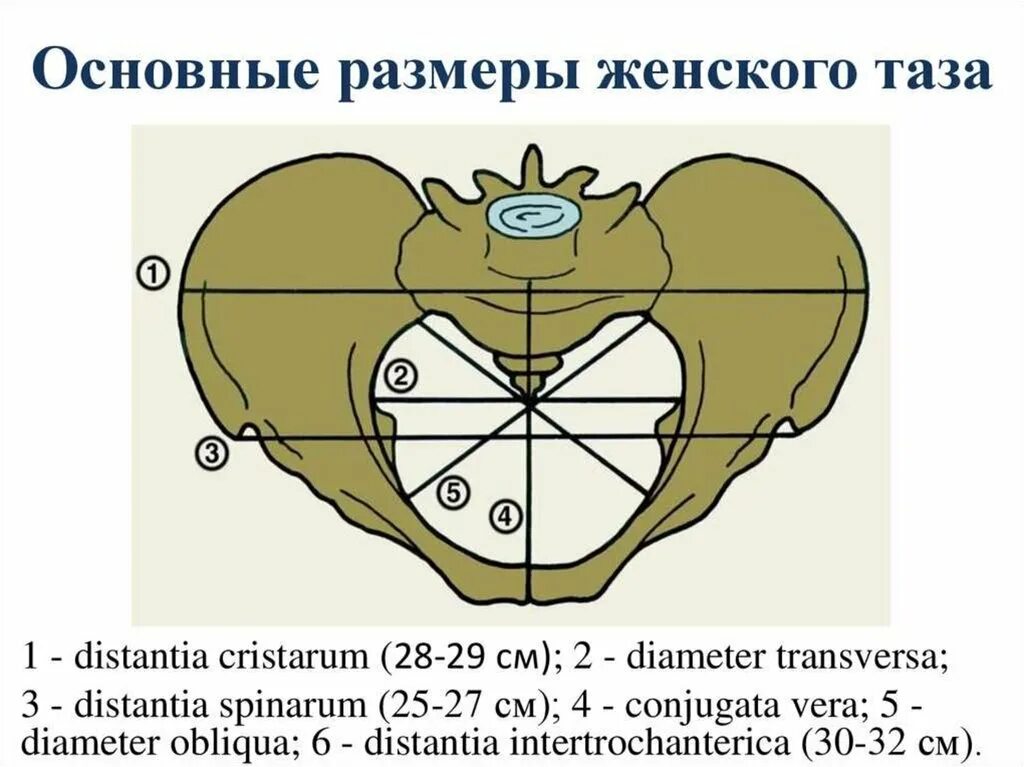 Целом располагается между