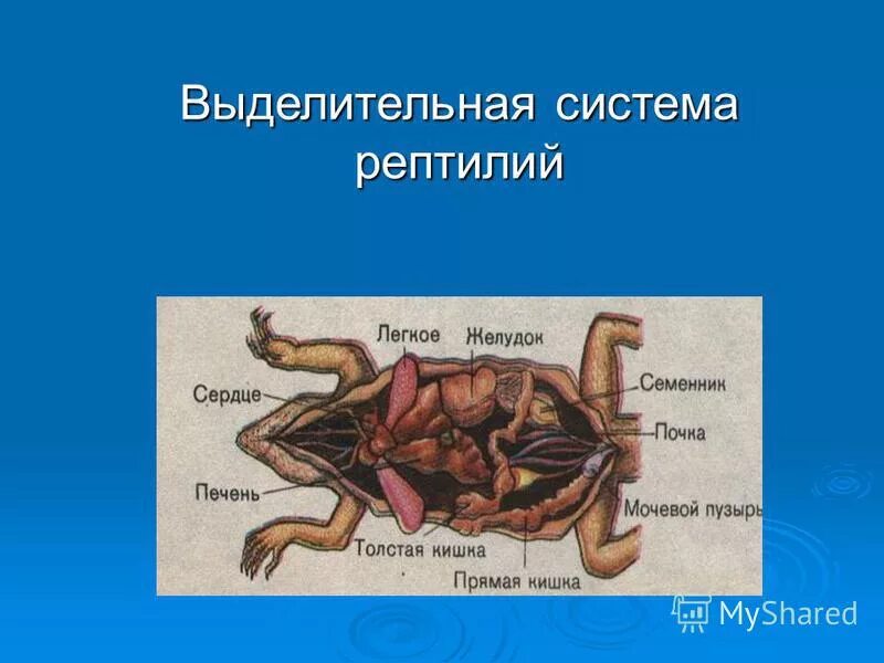 Выделение у пресмыкающихся. Класс пресмыкающиеся выделительная система. Выделительная система рептилий схема. Выделительная система пресмыкающиеся 7 класс. Система органов выделения у пресмыкающихся.