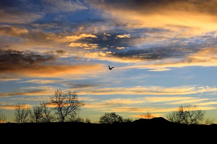 Птицы в пасмурном небе. Косяк птиц. Птица парит в небе. Перелетные птицы улетают на юг. Рассвет птицы в небе.