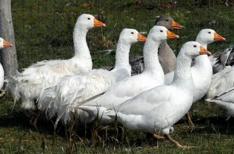 Уральский белый