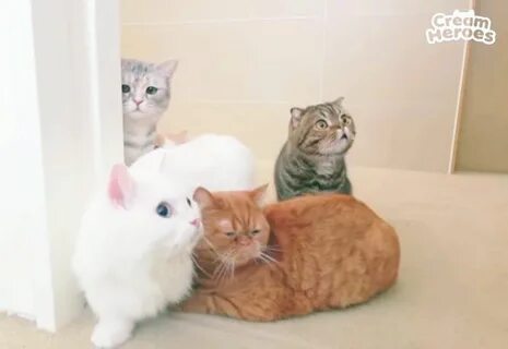 Кошка лала