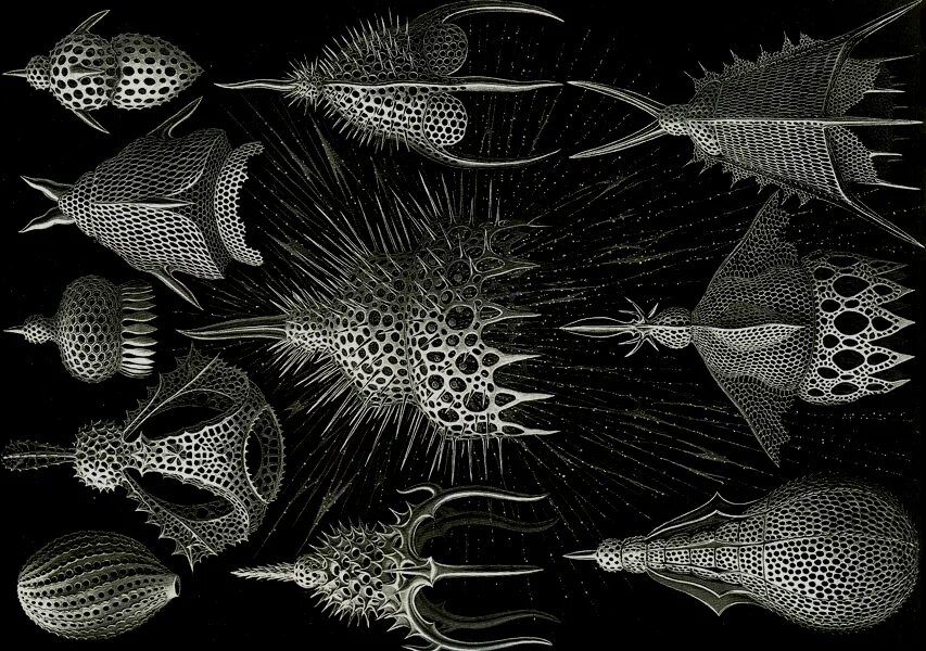 Скелет простейших. Лучевики радиолярии. Членистоногие моллюски. Наружный скелет простейших. Эрнст геккель фораминиферы.
