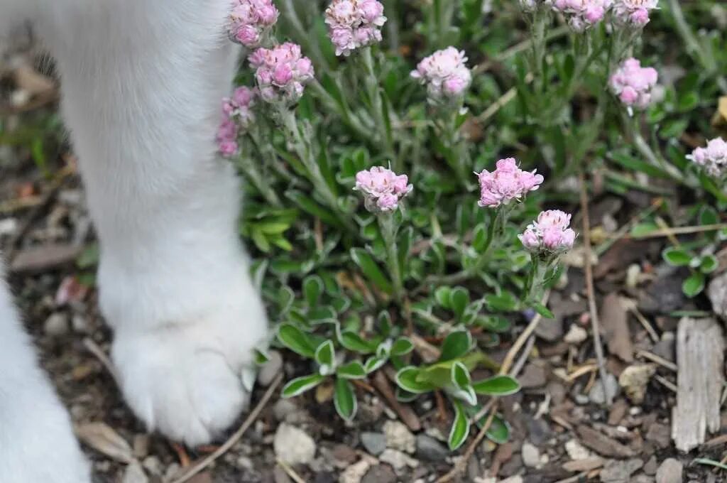 Назвал лапкой. Кошачья лапка (Antennaria dioica). Антеннария двудомная Кошачья лапка. Кошачья лапка (Антеннария двудомная) (Antennaria dioica).