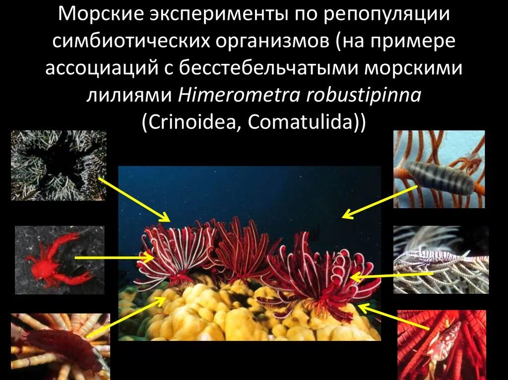 Симбиотические организмы. Симбиотические организмы примеры. Симбиоз примеры. Симбиоз морских организмов примеры. Симбиотические связи организмов