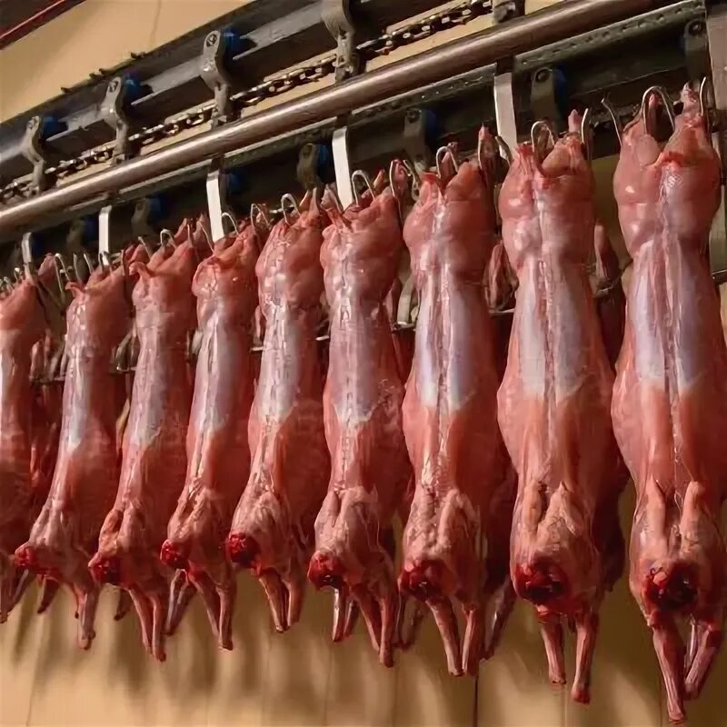 Положил мясо молочный