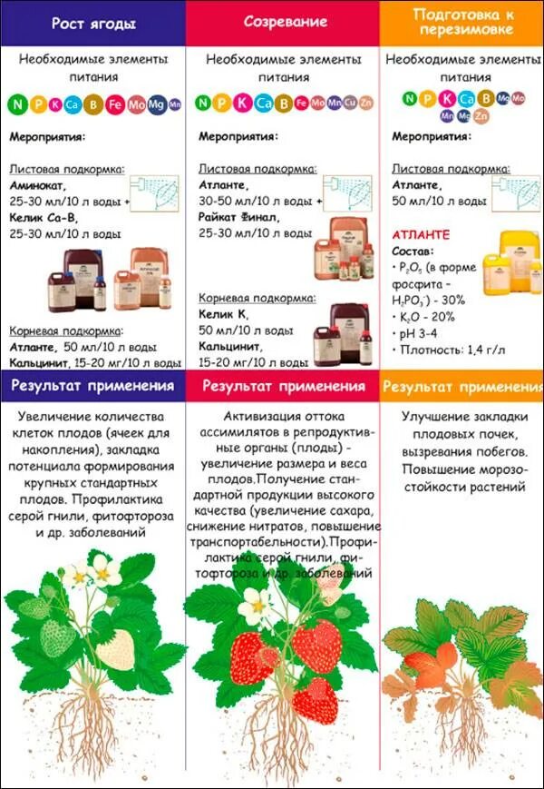 Схема подкормки земляники садовой. Подкормка земляники весной схема. Схема удобрения клубники весной. Таблица внесения удобрений для клубники.