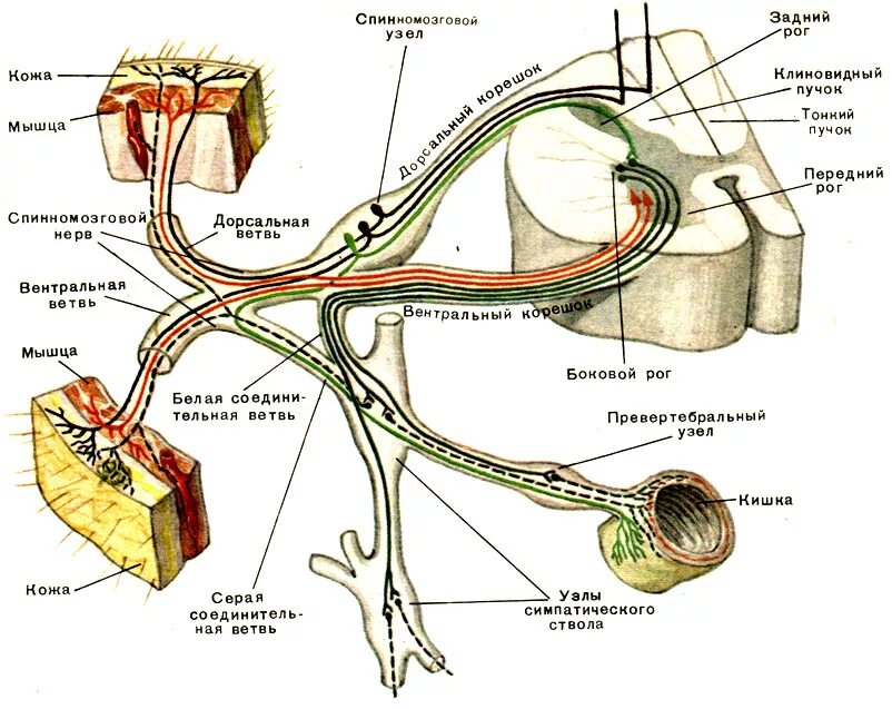 Соединительные ветви спинномозговых нервов. Рефлекторные дуги иннервации. Соматическая рефлекторная дуга с иннервацией. Рефлекторная дуга анатомия латынь.