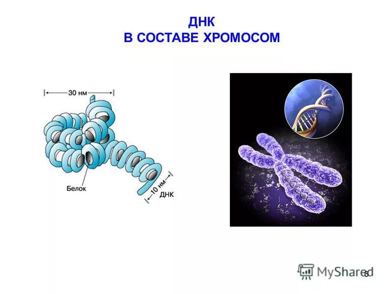 Днк входящая в состав хромосом