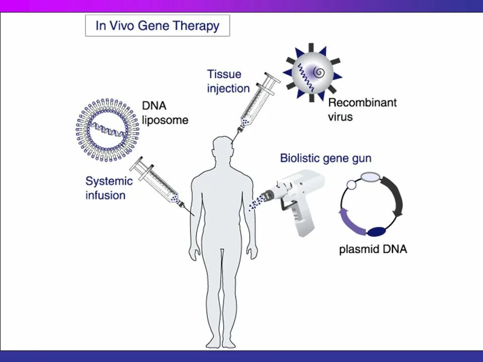 Генная терапия in vivo ex vivo. Генную терапию ex vivo схема. Схемы генной терапии in vivo и ex vivo. Ex vivo и in vitro. Исследования in vivo