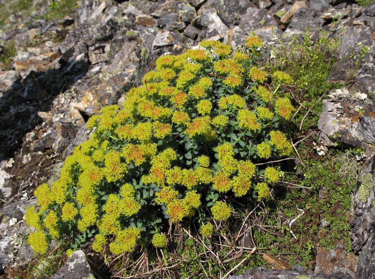 Родиола розовая растет. Родиола розовая Rhodiola rosea. Родиола Арктическая. Родиола иремельская. Корень родиола иремельская.