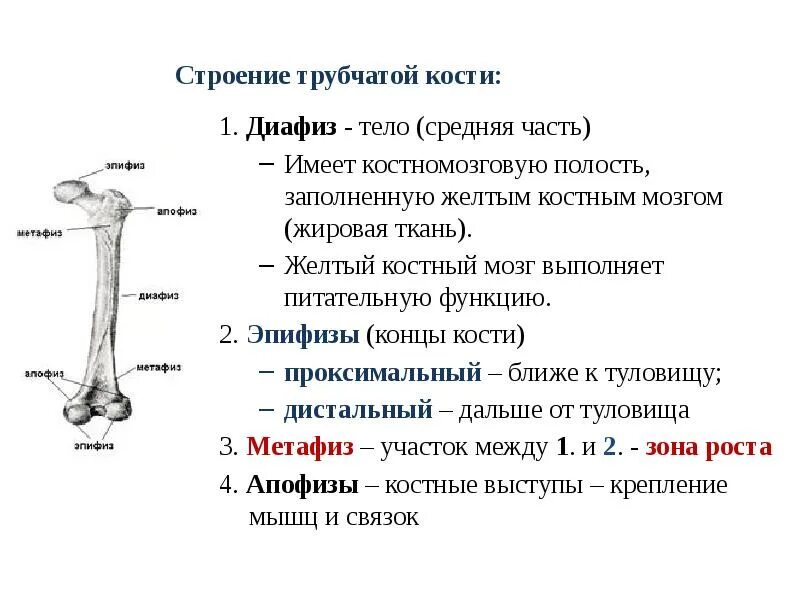 Строение трубчатой кости анатомия. Строение длинной трубчатой кости. Трубчатая кость строение метафиз. Строение трубчатой кости эпифиз диафиз метафиз. Трубчатые это какие