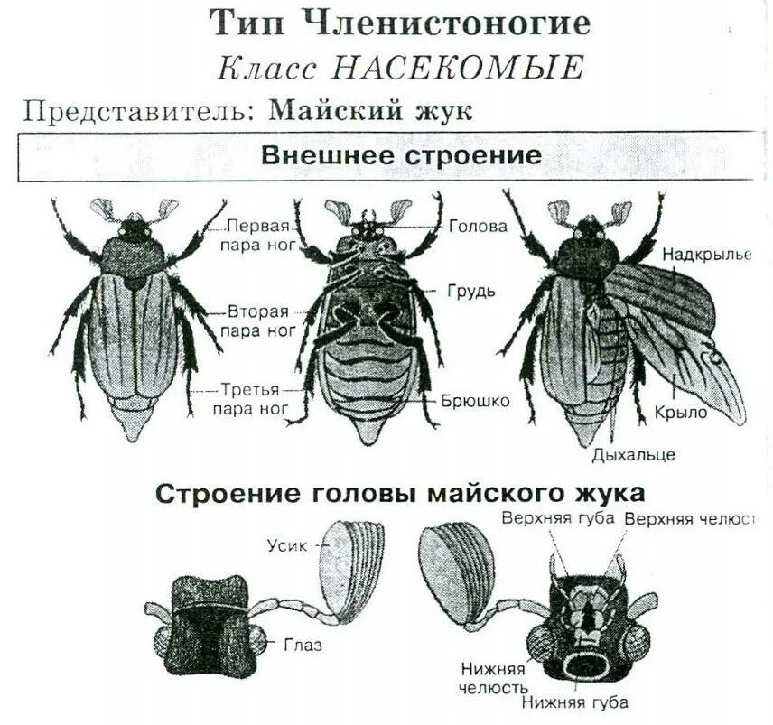 Каково внешнее строение насекомых. Класс насекомые внешнее строение майского жука. внешнее строение хруща майского. внешнее строение ротового аппарата майского жука. лабораторная работа строение ротового аппарата насекомых.
