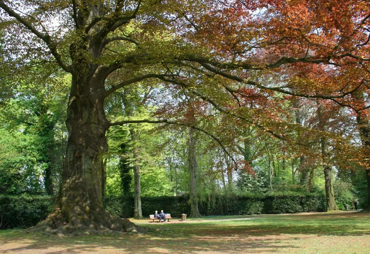 Бук Лесной Европейский. Бук Fagus sylvatica. Fagus sylvatica (бук Лесной) &#039;pendula&#039;. Бук Лесной Atropunicea