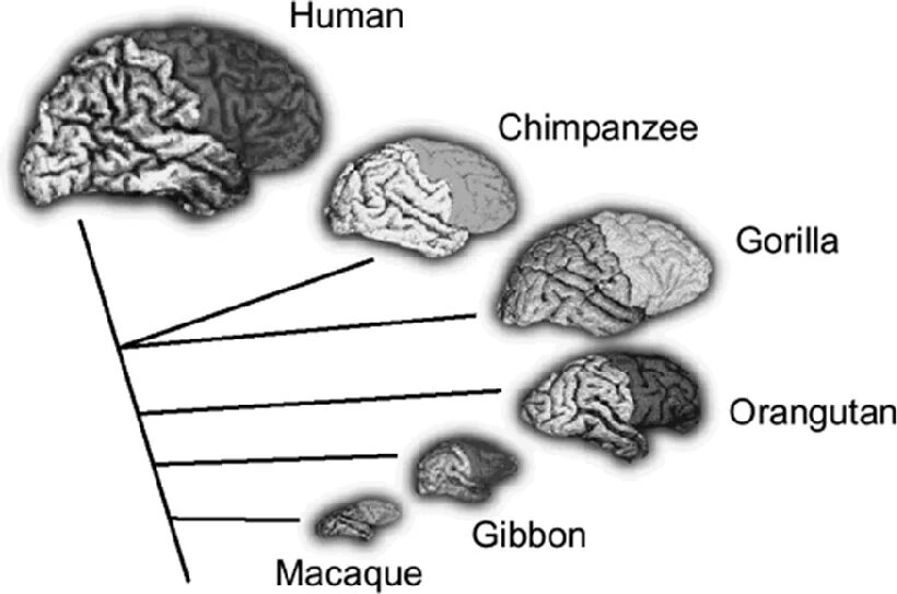 Мозг гориллы и человека. Строение мозга человекообразной обезьяны. Мозг обезьяны строение. Размер мозга обезьяны и человека. Мозг человека и обезьяны в сравнении.