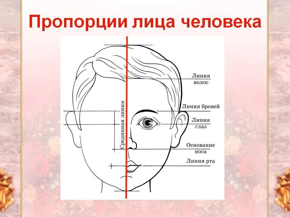 Пропорции лица. Пропорции лица человека схема. Изо пропорции лица человека. Пропорции головы человека рисунок. Портрет человека 4 класс изо презентация