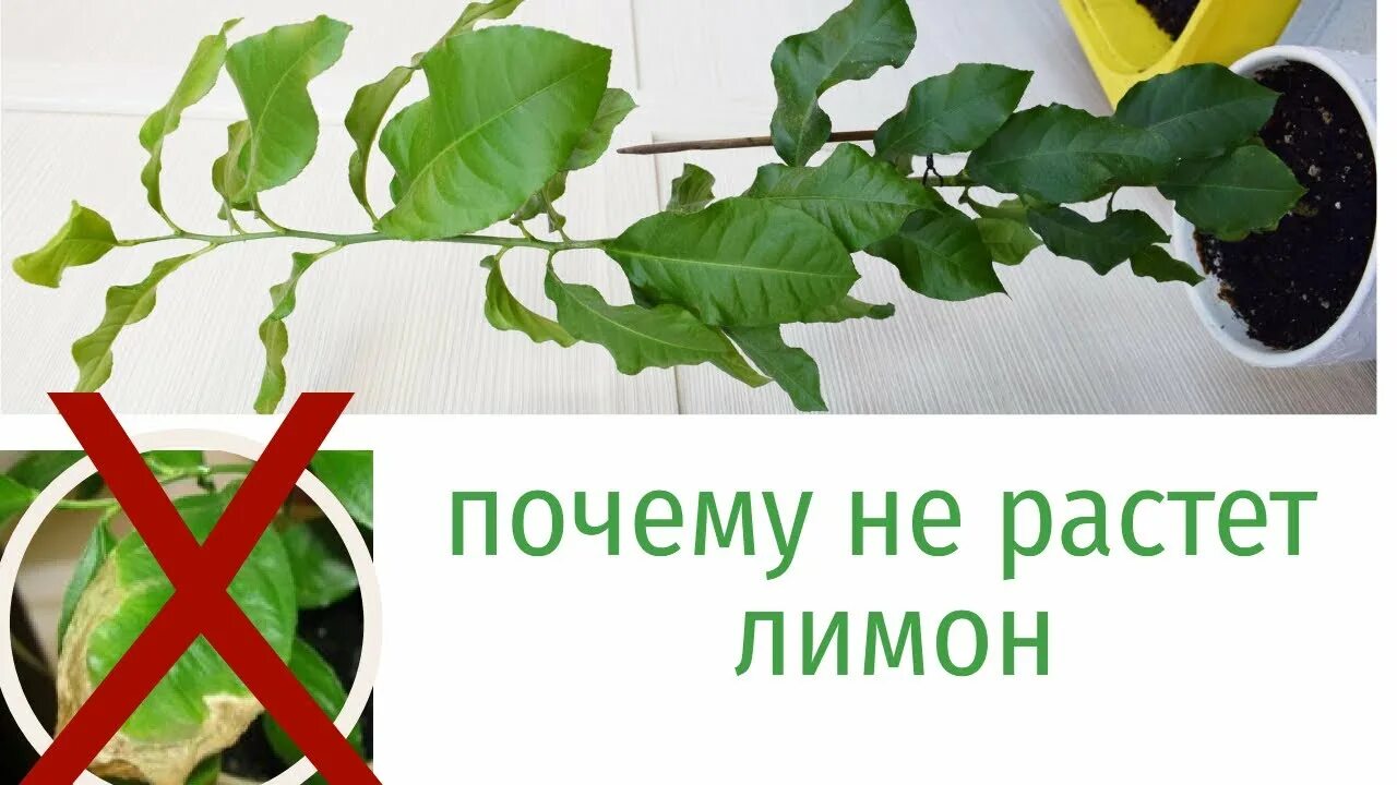 Листья лимона плохо растут. Почему не растет лимон. Росточек лимона пожелтел. Сморщенные листья у лимона.