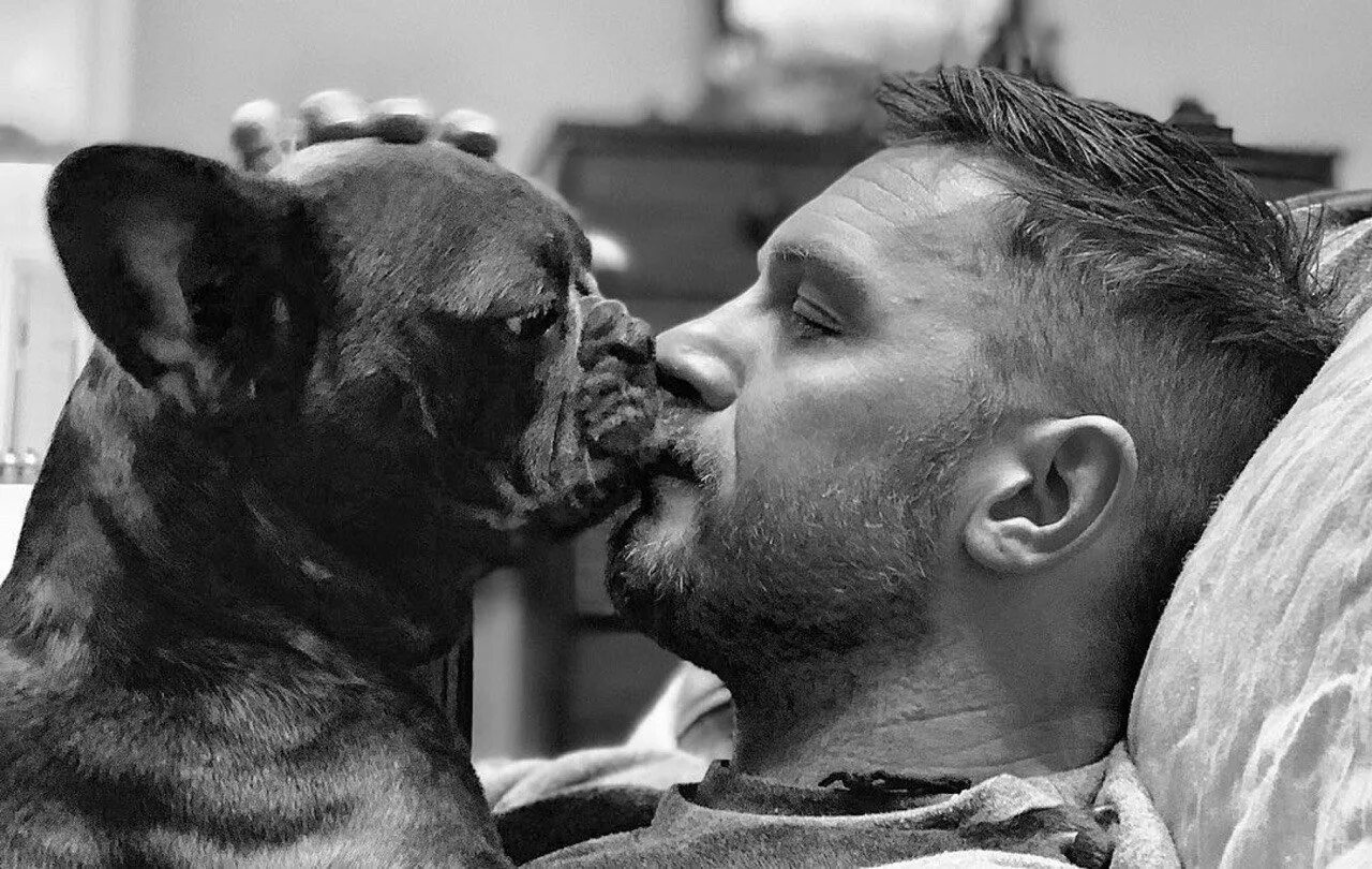 Собака том. Tom hardy. том харди с бульдогом. том харди с собакой. том харди с собакой французский бульдог.