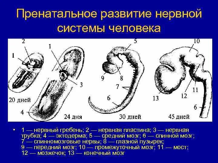 Фетальный период развития нервной системы. Пренатальное развитие нервной системы человека. Этапы развития нервной системы человека. Пренатальный период развития это.